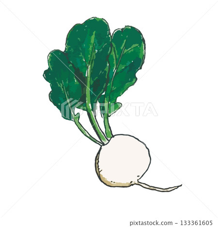 Realistic vegetable set_turnip Realistic vegetable set_turnip 133361605