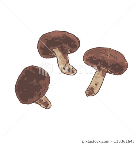 各種蔬菜的寫實插圖—香菇 各種蔬菜的寫實插圖—香菇 133361643