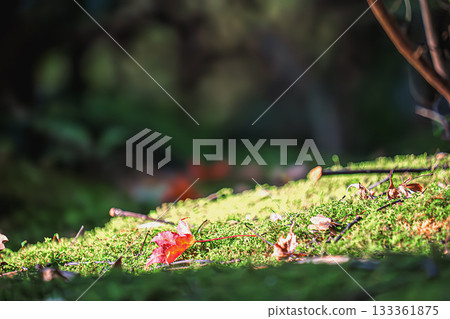 A photo of autumn leaves on the approach to Sekiyama Zen-in Temple in Kyoto A photo of autumn leaves on the approach to Sekiyama Zen-in Temple in Kyoto 133361875