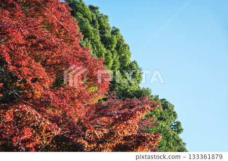 Autumn leaves and blue sky on the approach to Akayama Zen-in Temple in Kyoto Autumn leaves and blue sky on the approach to Akayama Zen-in Temple in Kyoto 133361879