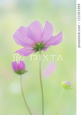 Cosmos bathed in autumn sunlight Cosmos bathed in autumn sunlight 133361999