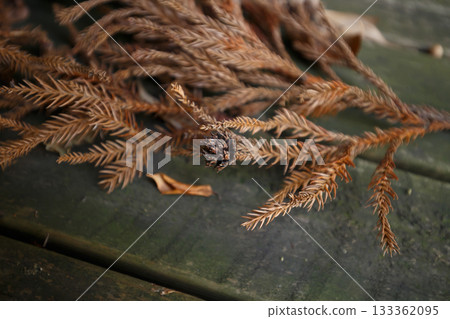 Dead cedar twigs placed on wood Dead cedar twigs placed on wood 133362095