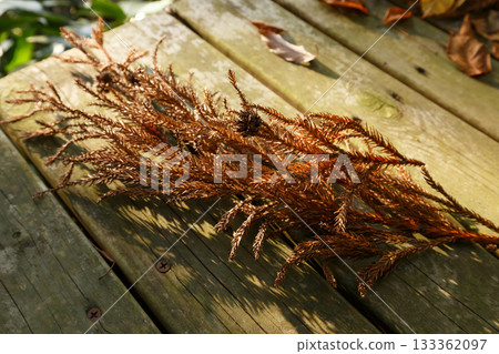 A deck in late autumn and dead cedar twigs shining in the sunlight 133362097