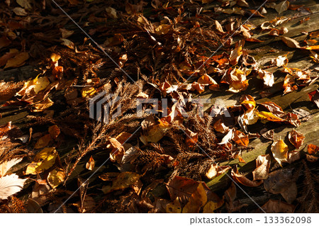 枯葉和樹枝堆積在木甲板上。 133362098