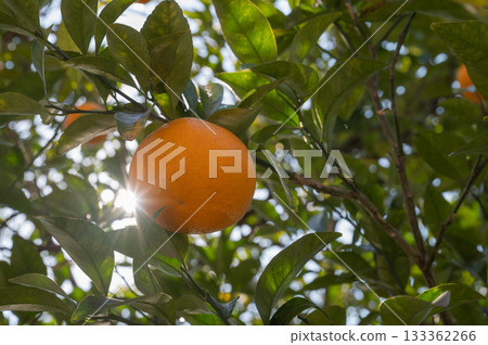 Sunlight filtering through the trees and citrus fruits 133362266