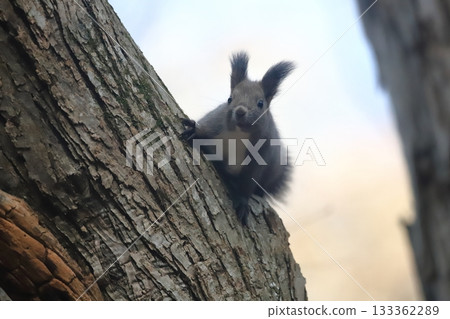 北海道的秋天，深秋的森林裡，一隻北海道松鼠在四處窺視。 133362289