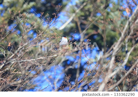 A wild bird of Hokkaido: A male bullfinch perched on a branch A wild bird of Hokkaido: A male bullfinch perched on a branch 133362290