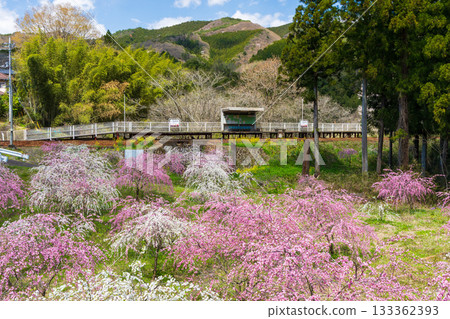 日本車站大樓，渡良瀨京國鐵道，中野站，春花 133362393