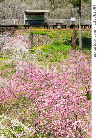 Japanese Station Building, Watarase Keikoku Railway, Nakano Station, Spring Flowers Japanese Station Building, Watarase Keikoku Railway, Nakano Station, Spring Flowers 133362394