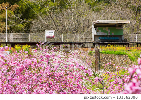 日本車站大樓，渡良瀨京國鐵道，中野站，春花 133362396
