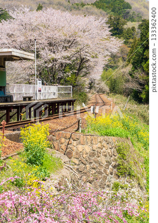 Japanese Station Building, Watarase Keikoku Railway, Nakano Station, Spring Flowers 133362400