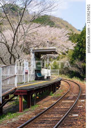 Japanese Station Building, Watarase Keikoku Railway, Nakano Station, Spring Flowers 133362401