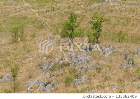 Akiyoshidai with dead grass in the spring of 2025 Akiyoshidai with dead grass in the spring of 2025 133362409