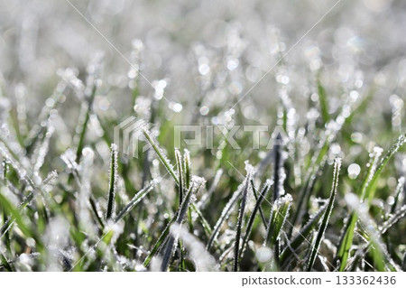 Hoarfrost covering green grass blades in a winter garden, sparkling ice crystals creating a cold seasonal texture 133362436