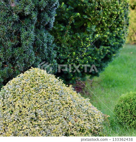 A composition of varied evergreen garden shrubs, including dark green conifers and a yellow green variegated Euonymus fortunei bush, contrasted against a bright green lawn. A composition of varied evergreen garden shrubs, including dark green conifers and a yellow green variegated Euonymus fortunei bush, contrasted against a bright green lawn. 133362438