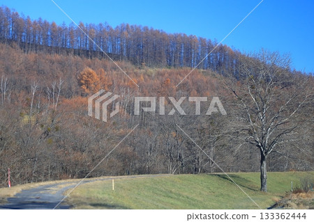 Early winter in Hokkaido, late autumn riverbank, walking path after leaves have fallen Early winter in Hokkaido, late autumn riverbank, walking path after leaves have fallen 133362444