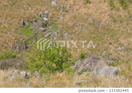 Akiyoshidai with dead grass in the spring of 2025 Akiyoshidai with dead grass in the spring of 2025 133362445