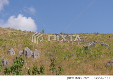 Akiyoshidai with dead grass in the spring of 2025 133362447