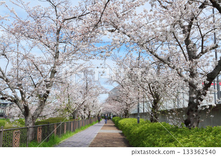 Yamazaki River Sakura 133362540