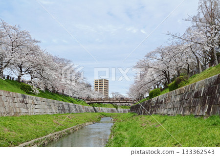 Yamazaki River Sakura 133362543