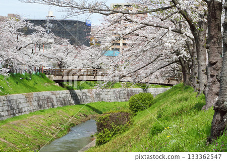 山崎河櫻 133362547