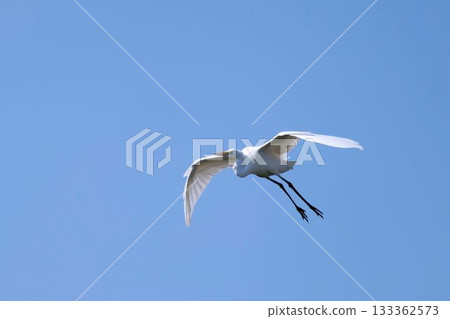 Great Egret in Flight Great Egret in Flight 133362573