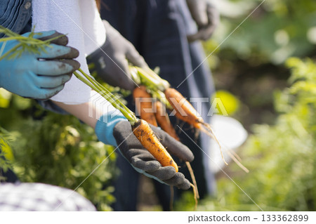 Woman harvesting vegetables Woman harvesting vegetables 133362899