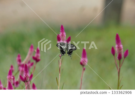 Noggin flower and swallowtail butterfly Noggin flower and swallowtail butterfly 133362906