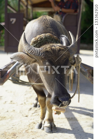 [Okinawa tradition] Close-up of a buffalo's face with a nose ring (Taketomi Island) 133362910