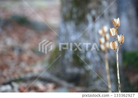 Hokkaido, late autumn forest, fallen leaves and giant lilies 133362927