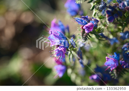 Vibrant purple and blue wildflowers thrive under sunlight. Vibrant purple and blue wildflowers thrive under sunlight. 133362950