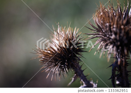 Dried thorns of a spiky plant in a green background. Dried thorns of a spiky plant in a green background. 133362951