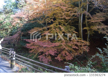 November 16, 2025 Mount Kifune 133363274