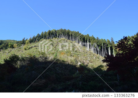 2025年11月16日 貴船山 133363276