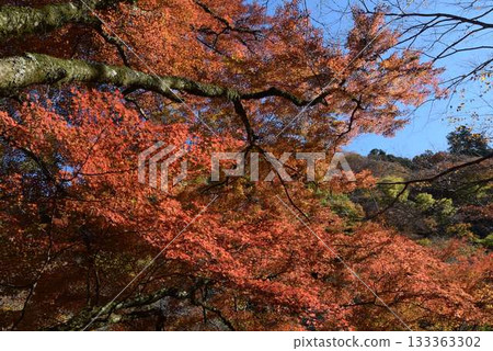 2025年11月16日 貴船山 2025年11月16日 貴船山 133363302
