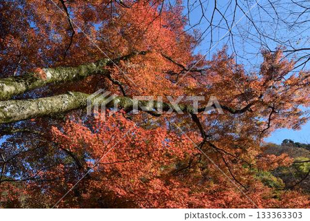 2025年11月16日 貴船山 2025年11月16日 貴船山 133363303