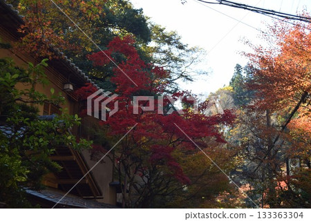 November 16, 2025 Mount Kifune 133363304