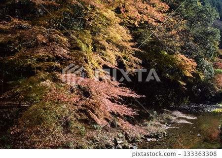 November 16, 2025 Mount Kifune 133363308