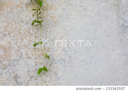 Green vines climbing on the rough gray cement wall Green vines climbing on the rough gray cement wall 133363587