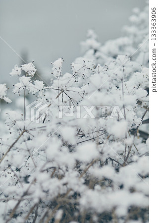 Dry grass covered with snow in winter, close-up 133363906