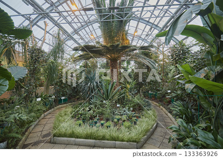 Botanical garden in the Arctic. grow green plants and palm tree Botanical garden in the Arctic. grow green plants and palm tree 133363926