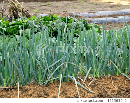 Home garden: leek field Home garden: leek field 133363941