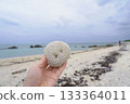 在石垣島白保海灘，人們手持一具圓形珊瑚骨架（海灘拾貝）。 133364011