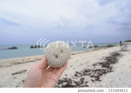 A round coral skeleton in hand (beachcombing) at Shiraho Beach, Ishigaki Island 133364011