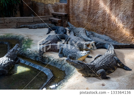 Group of crocodiles resting on sandy shore near water, showcasing their textured skin and natural habitat, highlighting wildlife behavior in a serene environment 133364136