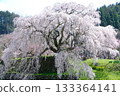 又兵衛櫻 133364141