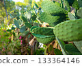 Green cactus plants with vibrant spines and textured pads are prominently displayed in a lush garden setting, showcasing natural beauty and desert flora diversity 133364146