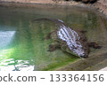 Large crocodile swimming in clear water, showcasing its textured skin and powerful body, surrounded by a natural habitat, emphasizing wildlife and aquatic life 133364156