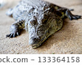 Large reptile with textured skin, resting on a sandy surface, showcasing intricate scales and powerful limbs, representing the beauty of wildlife in natural habitat 133364158