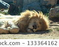 Majestic lion resting peacefully on sandy ground, surrounded by natural rocks and greenery, showcasing the beauty of wildlife in a serene environment 133364162